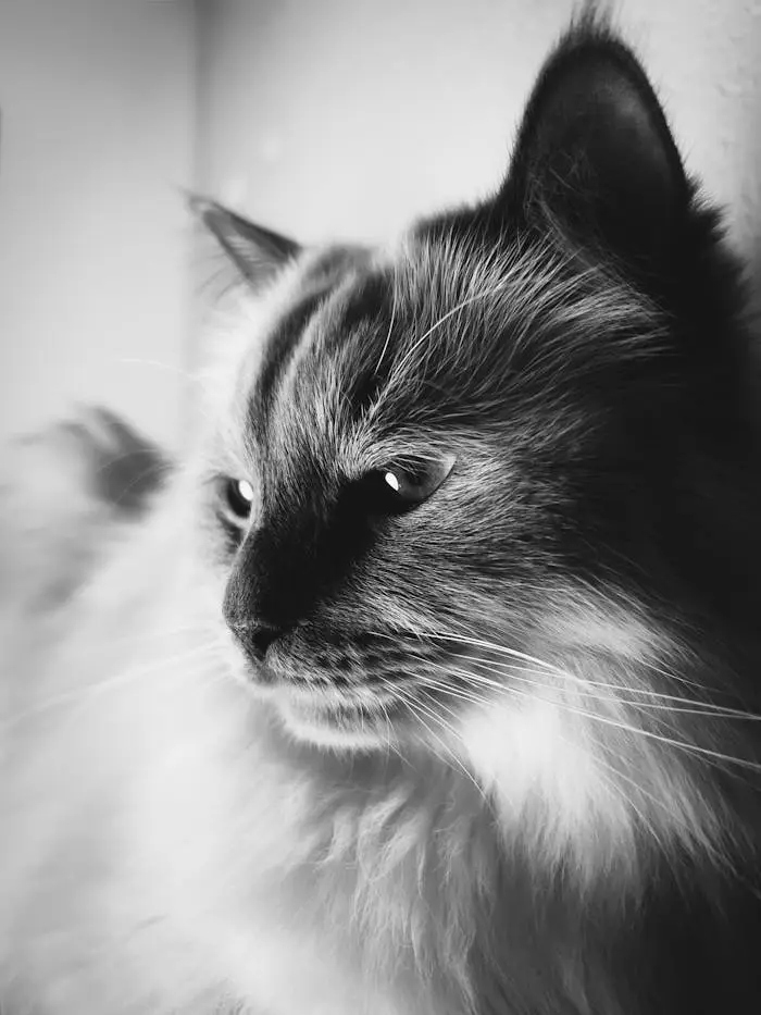 pexels photo 29341064.jpeg