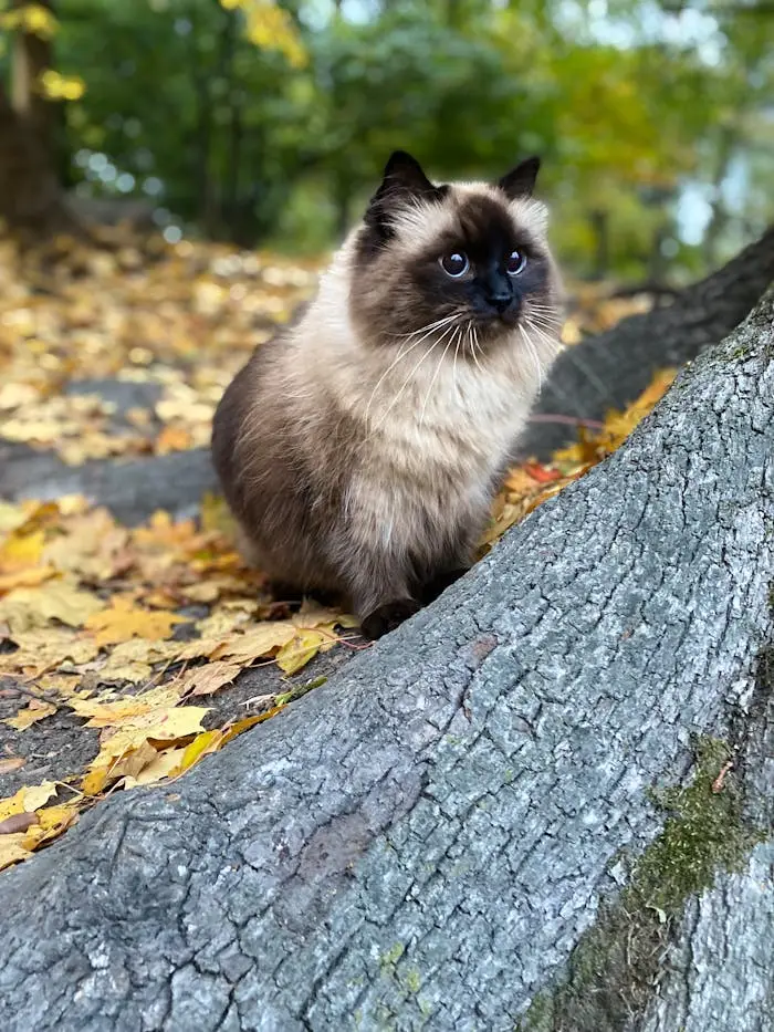 pexels photo 31186018.jpeg