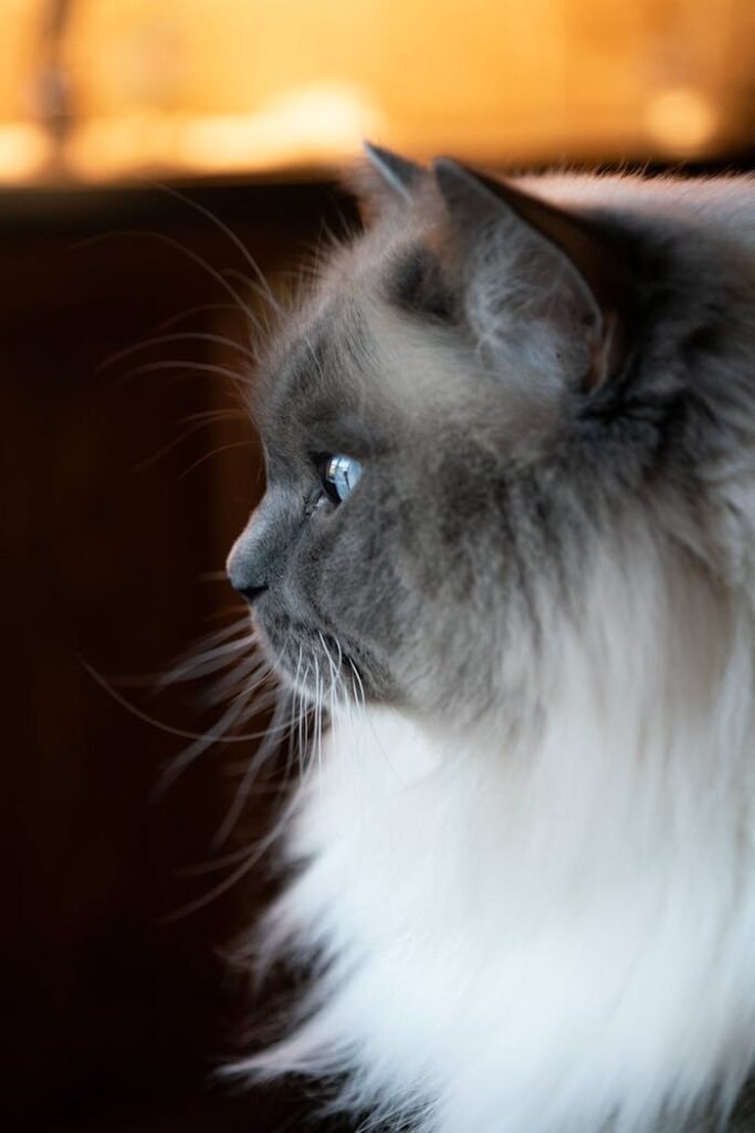 pexels photo 35399263.jpg